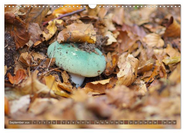 Produktbild: Die bunte Welt der Pilze (Wandkalender 2026 DIN A3 quer), CALVENDO Monatskalender