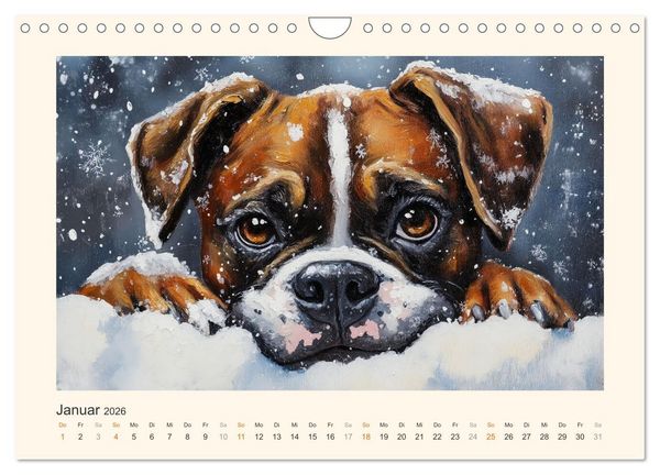 Produktbild: Bunte Boxer (Wandkalender 2026 DIN A4 quer), CALVENDO Monatskalender