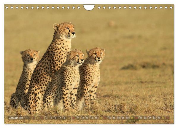 Produktbild: Geparden - Begegnungen in Afrika (Wandkalender 2027 DIN A4 quer), CALVENDO Monatskalender