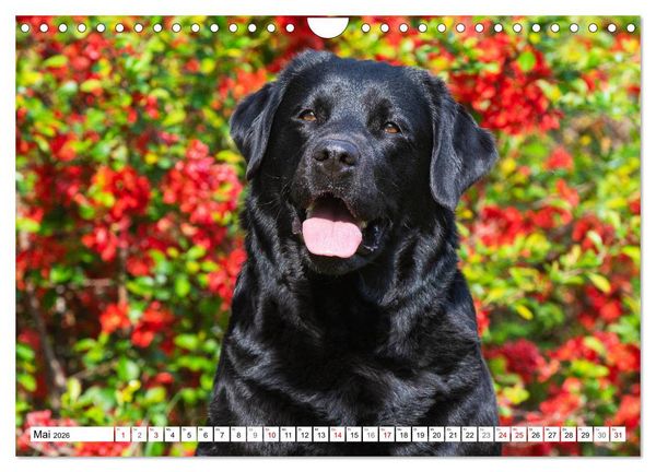 Produktbild: Freund auf 4 Pfoten - Labrador Retriever (Wandkalender 2026 DIN A4 quer), CALVENDO Monatskalender
