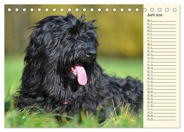 Produktbild: Altdeutsche H&uuml;tehunde - Fast vergessen (Tischkalender 2026 DIN A5 quer), CALVENDO Monatskalender