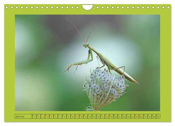 Produktbild: Die Gottesanbeterin Mantis Religiosa (Wandkalender 2026 DIN A4 quer), CALVENDO Monatskalender