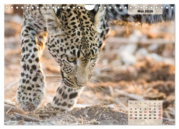 Produktbild: Raubkatzen - L&ouml;we, Gepard, Leopard (Wandkalender 2026 DIN A4 quer), CALVENDO Monatskalender