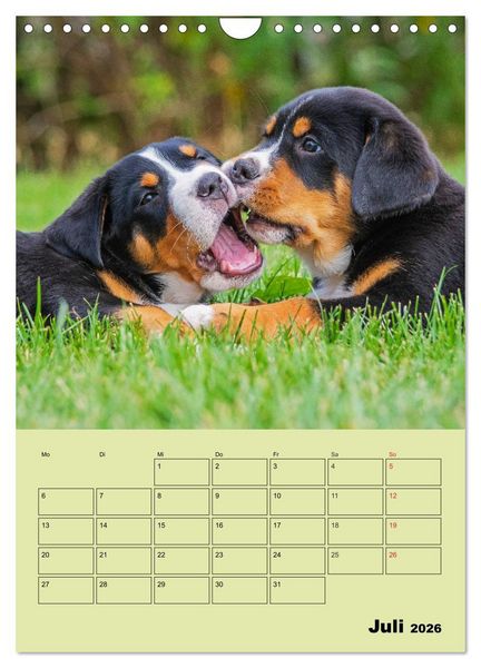 Produktbild: Familienplaner Gro&szlig;er Schweizer Sennenhund (Wandkalender 2026 DIN A4 hoch), CALVENDO Monatskalender