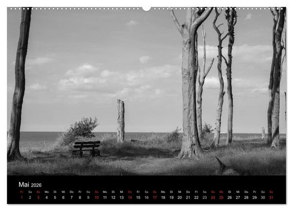 Produktbild: B&auml;ume trees 2026 (Wandkalender 2026 DIN A2 quer), CALVENDO Monatskalender