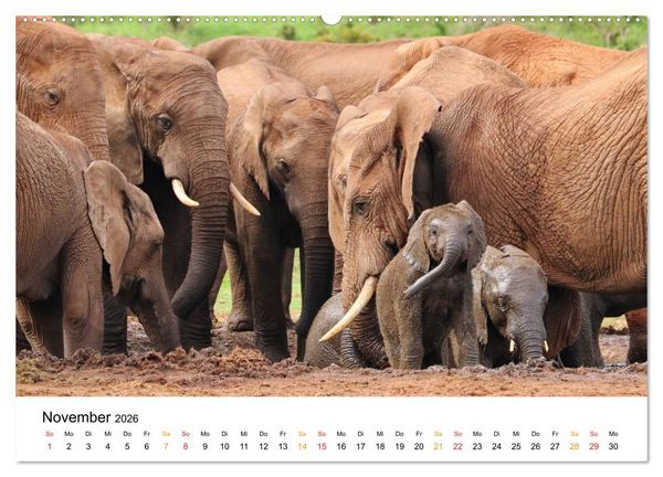 Produktbild: ADDO ELEPHANT NATIONAL PARK Elefanten Babies (hochwertiger Premium Wandkalender 2026 DIN A2 quer), Kunstdruck in Hochglanz