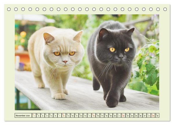 Produktbild: British Shorthair. Sanfte W&uuml;rde und Katzengl&uuml;ck im Gr&uuml;nen (Tischkalender 2026 DIN A5 quer), CALVENDO Monatskalender