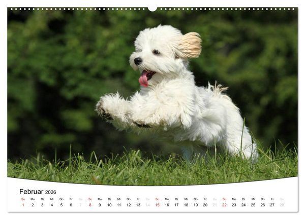 Produktbild: Welpen - Puppies (hochwertiger Premium Wandkalender 2026 DIN A2 quer), Kunstdruck in Hochglanz