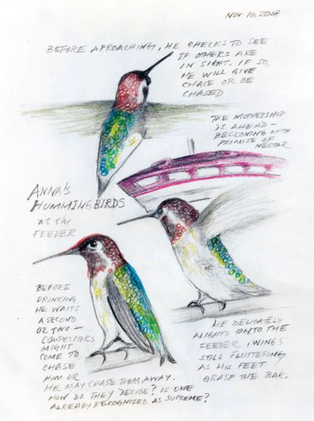 Produktbild: The Backyard Bird Chronicles