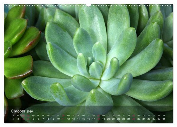 Produktbild: Sukkulenten in Haus und Garten (hochwertiger Premium Wandkalender 2026 DIN A2 quer), Kunstdruck in Hochglanz