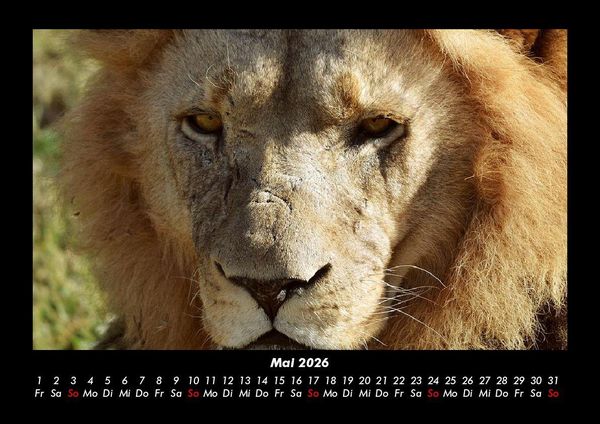Produktbild: L&ouml;wen in der Wildnis 2026 Fotokalender DIN A3