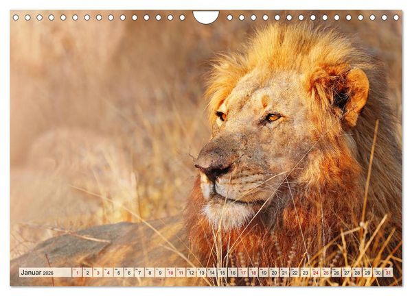 Produktbild: Afrikas L&ouml;wen 2026 (Wandkalender 2026 DIN A4 quer), CALVENDO Monatskalender