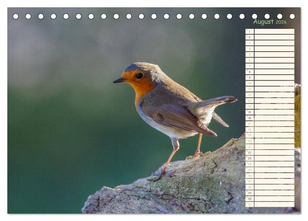 Produktbild: Gefiederte Sch&ouml;nheiten - Das Rotkehlchen / Planer (Tischkalender 2026 DIN A5 quer), CALVENDO Monatskalender