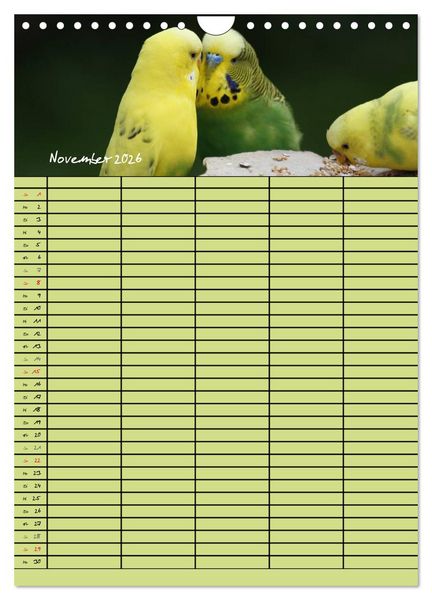Produktbild: Der Wellensittich-Familienplaner (Wandkalender 2026 DIN A4 hoch), CALVENDO Monatskalender