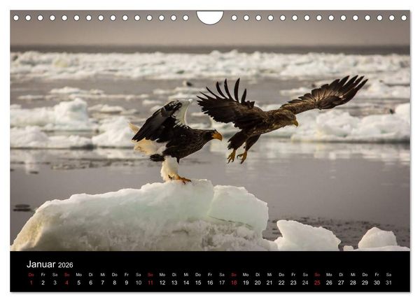 Produktbild: Seeadler - K&ouml;nige der L&uuml;fte (Wandkalender 2026 DIN A4 quer), CALVENDO Monatskalender