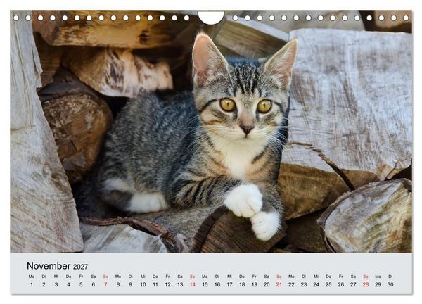 Produktbild: Katzen im Garten (Wandkalender 2027 DIN A4 quer), CALVENDO Monatskalender