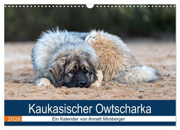 Kaukasischer Owtscharka (Wandkalender 2026 DIN A3 quer), CALVENDO Monatskalender