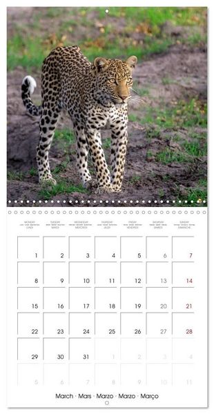 Produktbild: CATS OF AFRICA (Wall Calendar 2027 12 &times; 12 Inch) CALVENDO 12 Month Wall Calendar