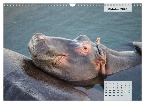 Produktbild: Nilpferde, Kolosse im Wasser (Wandkalender 2026 DIN A3 quer), CALVENDO Monatskalender
