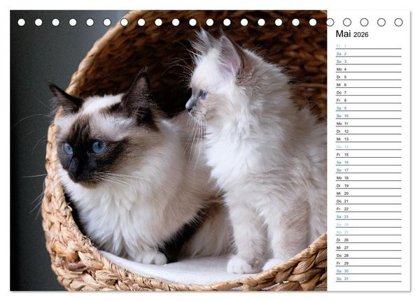 Produktbild: Heilige Birma Kitten mit Planer (Tischkalender 2026 DIN A5 quer), CALVENDO Monatskalender