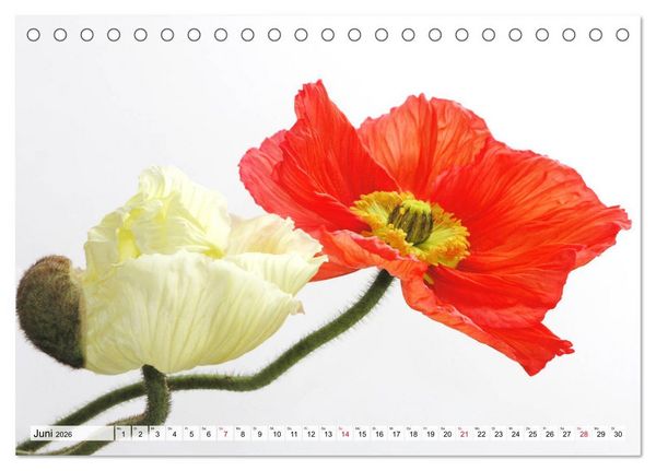 Produktbild: Prachtvolle Mohnbl&uuml;ten (Tischkalender 2026 DIN A5 quer), CALVENDO Monatskalender