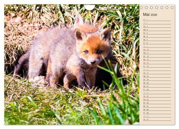 Produktbild: Verspielte Fuchswelpen - Allein zu Haus' (Wandkalender 2026 DIN A4 quer), CALVENDO Monatskalender