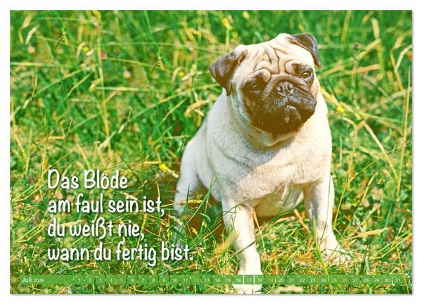 Produktbild: Der Mops: Nicht klein, sondern aufs Wesentliche reduziert. (Wandkalender 2026 DIN A3 quer), CALVENDO Monatskalender