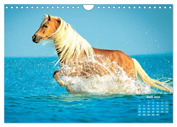 Produktbild: Haflinger: Die blonden Pferde von der Alm (Wandkalender 2026 DIN A4 quer), CALVENDO Monatskalender