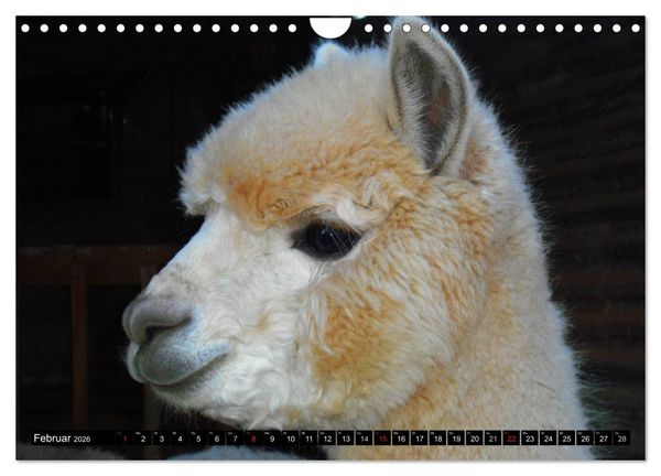 Produktbild: Alpakas und Lamas (Wandkalender 2026 DIN A4 quer), CALVENDO Monatskalender