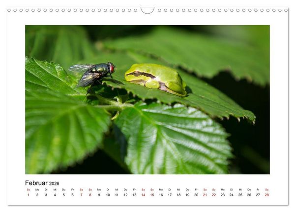 Produktbild: Deutschlands Wildtiere (Wandkalender 2026 DIN A3 quer), CALVENDO Monatskalender