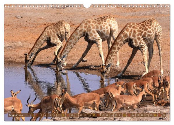 Produktbild: Wildtierparadies Afrika - Eine Foto-Reise durch die Savannen (Wandkalender 2026 DIN A3 quer), CALVENDO Monatskalender