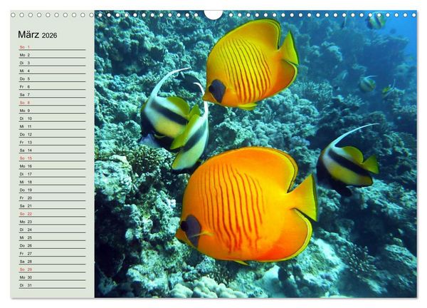 Produktbild: Knallbunte Wasserwelt. Die Welt der Fische (Wandkalender 2026 DIN A3 quer), CALVENDO Monatskalender