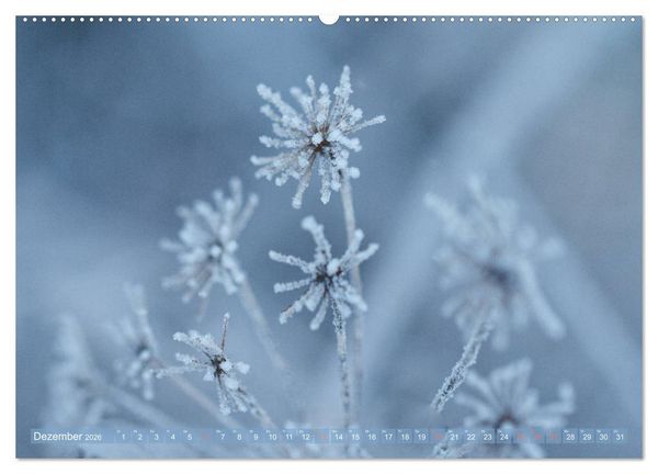 Produktbild: Die Poesie der Pflanzenwelt - Im Wandel der Jahreszeiten (hochwertiger Premium Wandkalender 2026 DIN A2 quer), Kunstdruck in Hochglanz