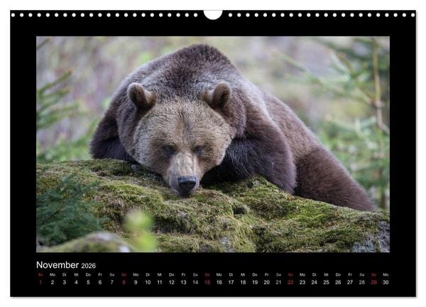Produktbild: Wolf, Luchs und Co. - Tierbilder aus dem Bayerischen Wald (Wandkalender 2026 DIN A3 quer), CALVENDO Monatskalender