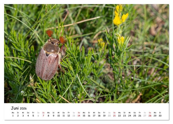 Produktbild: Wildpferde am Kruzi Plateau (Wandkalender 2026 DIN A3 quer), CALVENDO Monatskalender