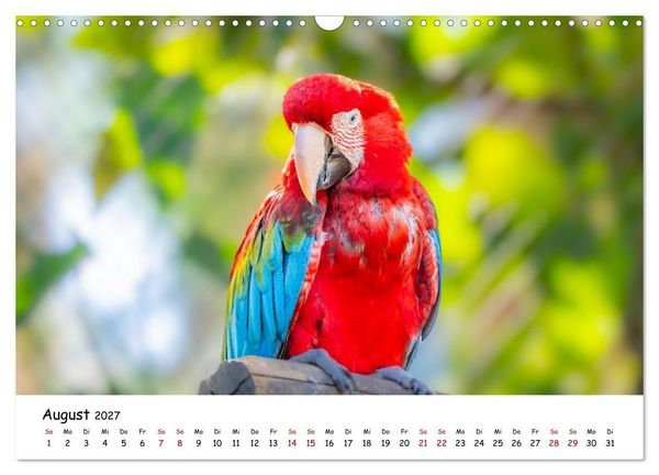 Produktbild: Aras und bunte Sittiche: Exotische Papageien-Portr&auml;ts (Wandkalender 2027 DIN A3 quer), CALVENDO Monatskalender