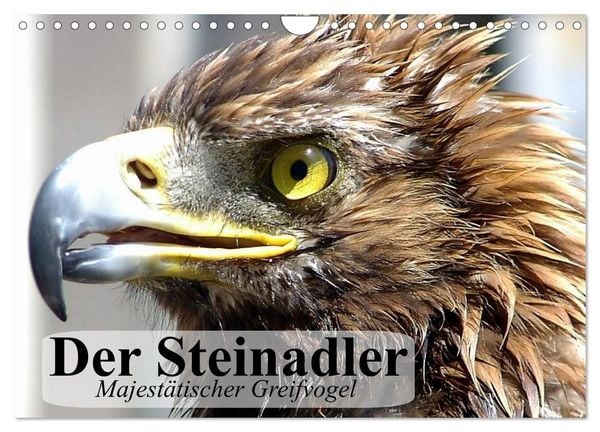 Produktbild: Der Steinadler. Majest&auml;tischer Greifvogel (Wandkalender 2026 DIN A4 quer), CALVENDO Monatskalender