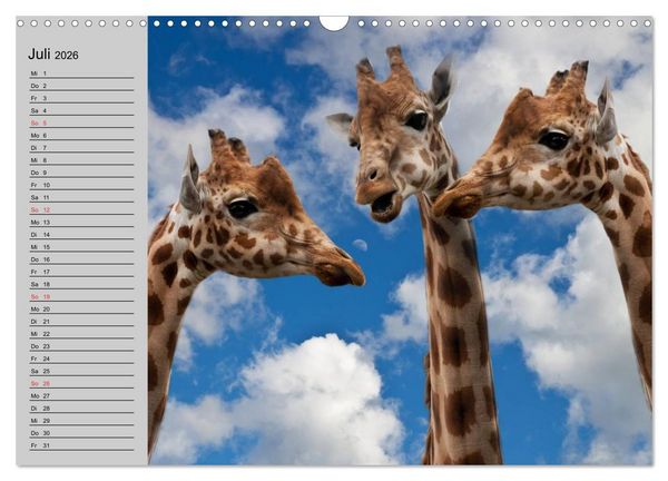 Produktbild: Giraffen. Dem Himmel so nah (Wandkalender 2026 DIN A3 quer), CALVENDO Monatskalender