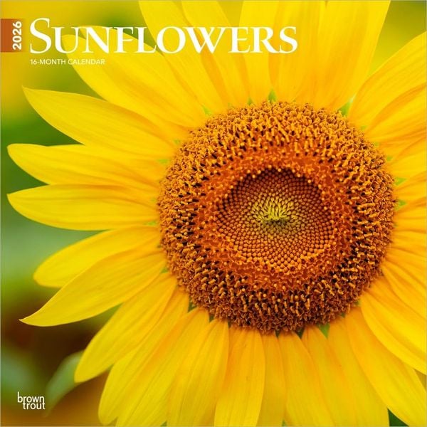 Produktbild: Sunflowers 2026 12 X 24 Inch (Hanging) Monthly Square Wall Calendar Plastic-Free