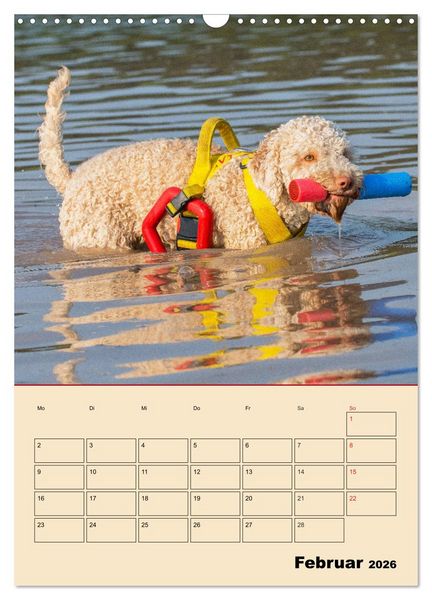 Produktbild: Jahresplaner Lagotto Romagnolo (Wandkalender 2026 DIN A3 hoch), CALVENDO Monatskalender