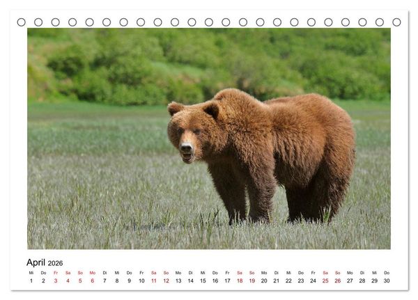 Produktbild: Braunb&auml;ren in Alaska (Tischkalender 2026 DIN A5 quer), CALVENDO Monatskalender
