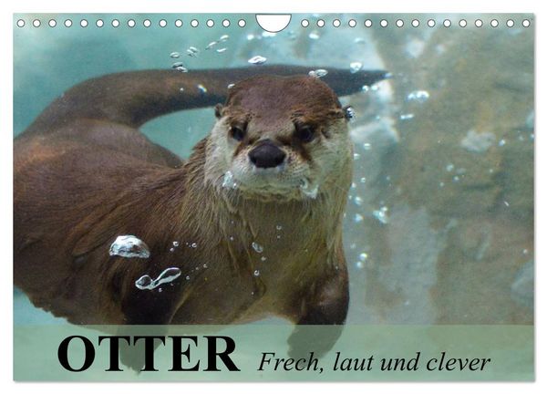 Produktbild: Otter. Frech, laut und clever (Wandkalender 2026 DIN A4 quer), CALVENDO Monatskalender