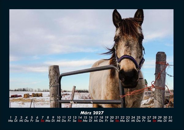 Produktbild: Die Welt der Pferde 2027 Fotokalender DIN A4