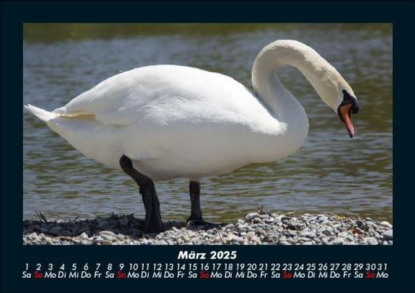 Produktbild: Welt der V&ouml;gel 2025 Fotokalender DIN A5