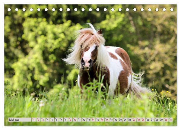 Produktbild: Ponys, die starken Pers&ouml;nlichkeiten (Tischkalender 2026 DIN A5 quer), CALVENDO Monatskalender