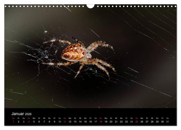 Produktbild: Unsere Spinnen - im Gespr&auml;ch (Wandkalender 2026 DIN A3 quer), CALVENDO Monatskalender