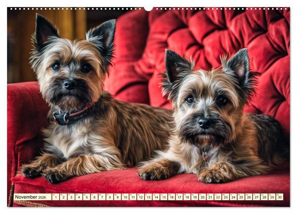 Produktbild: Cairn Terrier - lustiges Raubein aus Schottland (Wandkalender 2026 DIN A2 quer), CALVENDO Monatskalender