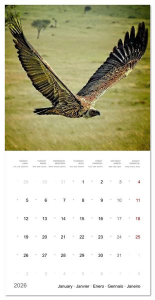 Produktbild: Eagles in Africa (Wall Calendar 2026 12 &times; 12 Inch) CALVENDO 12 Month Wall Calendar
