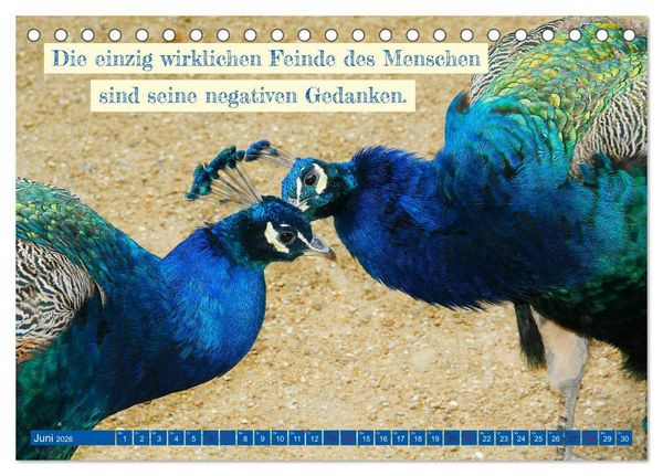 Produktbild: Jeder ist ein Genie! Zitate von Albert Einstein (Tischkalender 2026 DIN A5 quer), CALVENDO Monatskalender