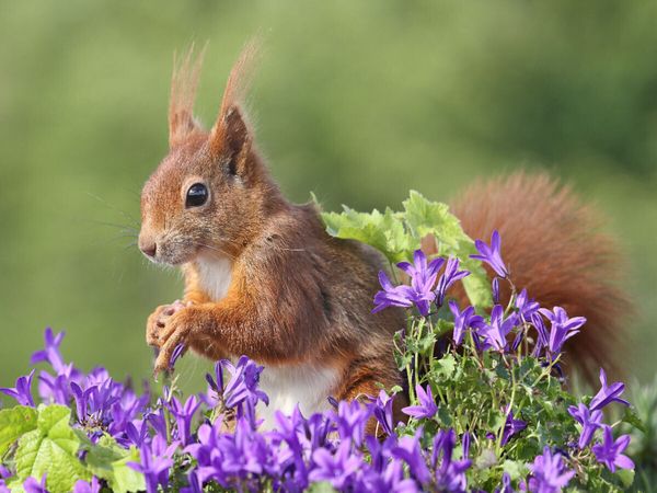 Produktbild: CALVENDO Puzzle Ein Motiv aus dem Kalender Besondere Augenblicke mit Eichh&ouml;rnchen | 1000 Teile Lege-Gr&ouml;&szlig;e 64x48cm Foto-Puzzle f&uuml;r gl&uuml;ckliche Stunden